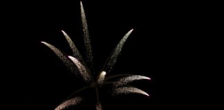 온타리오한인목사회 2025 신년 하례식 안내 fireworks display in the night sky