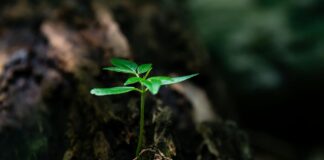 후반기 인생, 난 무엇을 남길 것인가? selective focus photo of green plant seedling on tree trunk