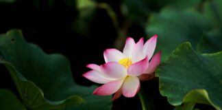 연꽃(lotus) 신앙_이진종 목사 selective focus photography of pink petaled flower in bloom