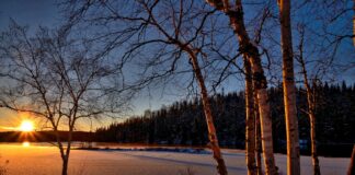 혹한에 집 없는 사람들을 위해 교회를 일시적으로 개방해야 하는가? branches cold conifers environment