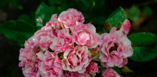 꽃사모_토론토 동산교회 차재화 목사 vibrant pink roses in bloom outdoors