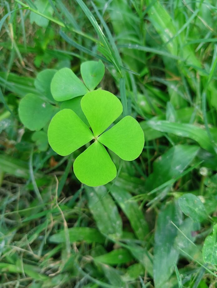 close up of a four leaf clover in lush grass